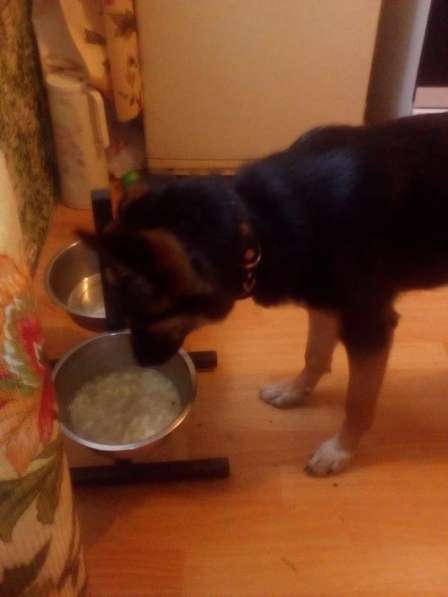 Отдам даром в хорошие руки в Москве фото 3