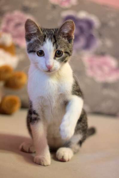 Маленький Ушастик