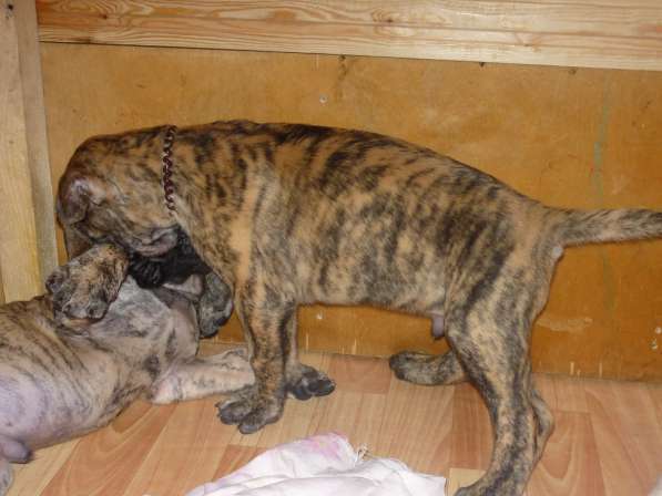 Палевые и тигровые щенки немецкого дога в Москве фото 3