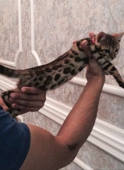 Бенгальские котята в Москве фото 5