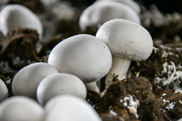 Сборщики грибов