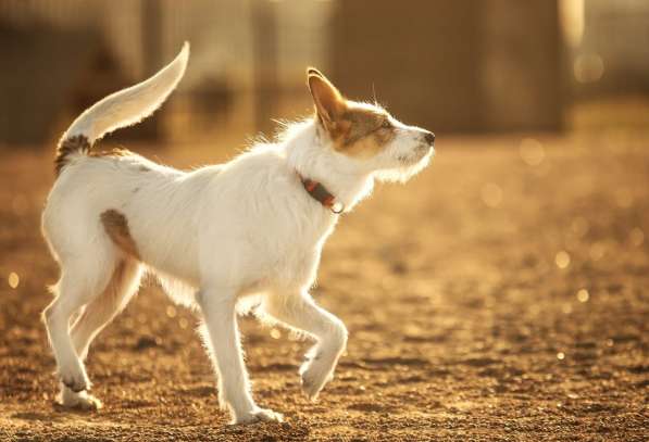 Белая пушистая компактная собачка в Санкт-Петербурге фото 34