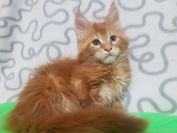 Девочки шоу/брид из питомника Arktur в Екатеринбурге фото 24