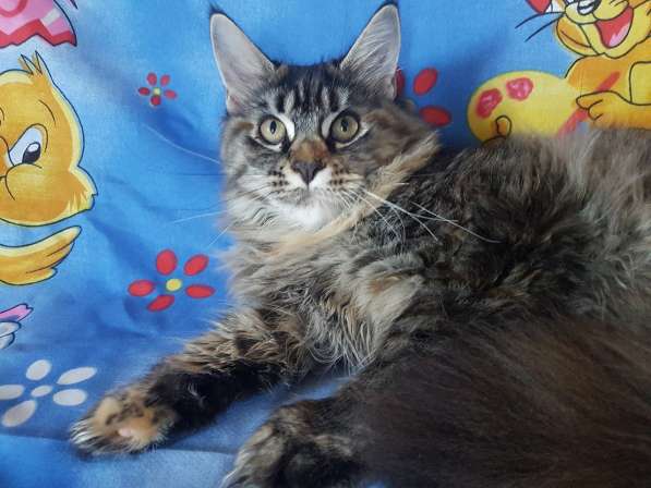 Взрослые девочки из питомника, возможно в совладение в Екатеринбурге фото 26