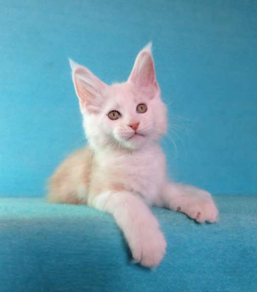 Апельсинки к Новому Году в Рязани фото 51