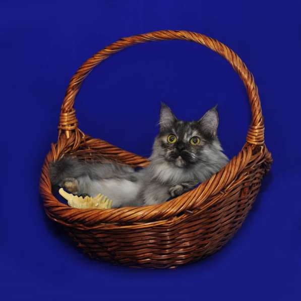 Лесенька – шикарная кошка для истинных ценителей в Москве фото 5