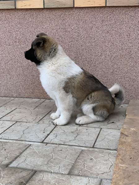 Акита в Ростове-на-Дону фото 100