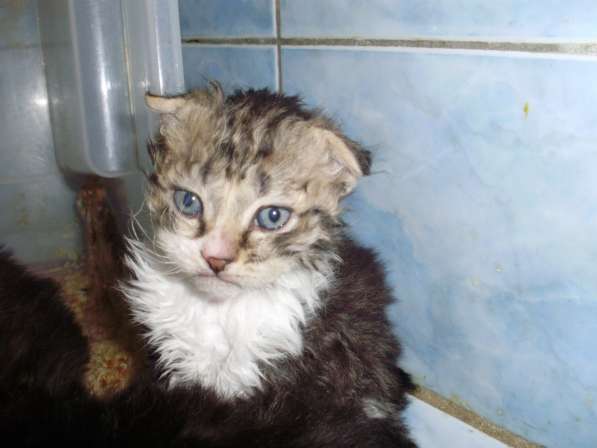 Кудрявые котята в Краснодаре фото 8