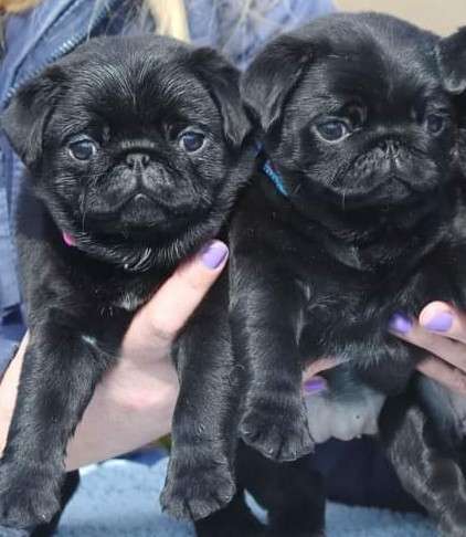 Мопс. Black в фото 3