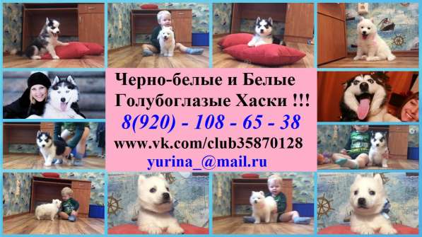 Черно-белые голубоглазые щеночки хаски