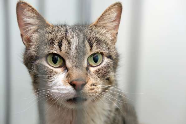 Умница Органза мечтает обрести дом