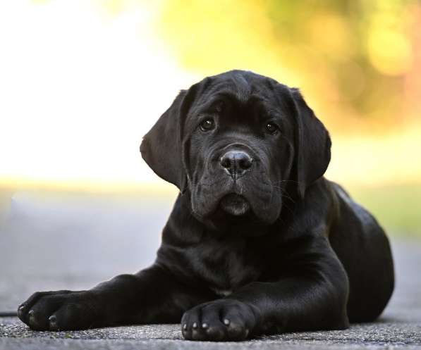 Кане - Корсо. Black