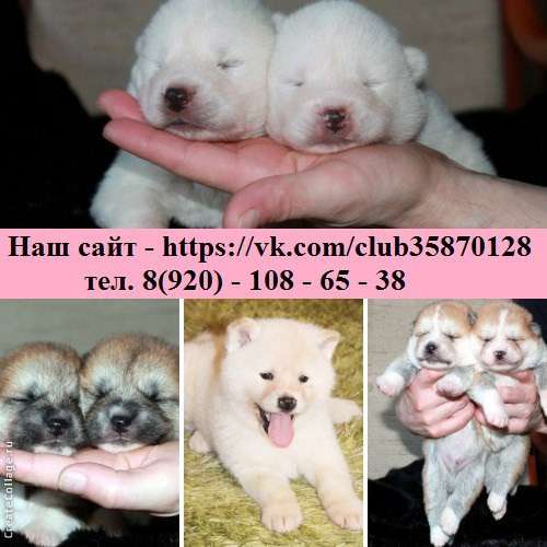 Щеночки акита-ину