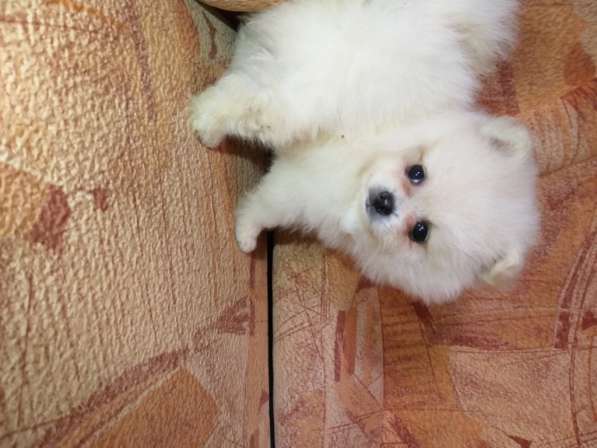 Шикарные щенки померанского шпица из питомника - медвежий ти в фото 12