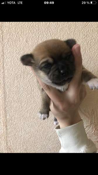 Чихуахуа породистые в Москве фото 3