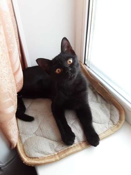 Активный и красивый котёнок черный с полосочками,3 месяца
