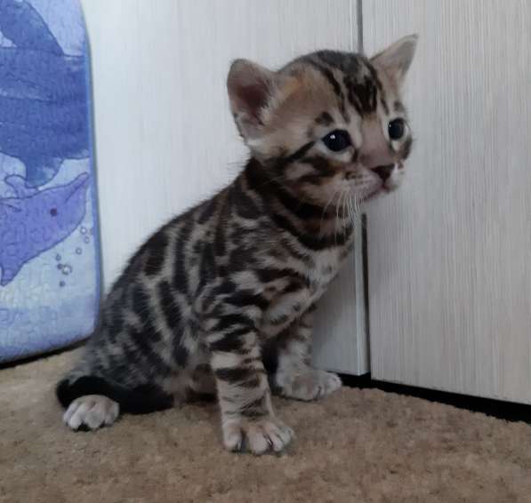 Бенгальские котята в Санкт-Петербурге фото 3