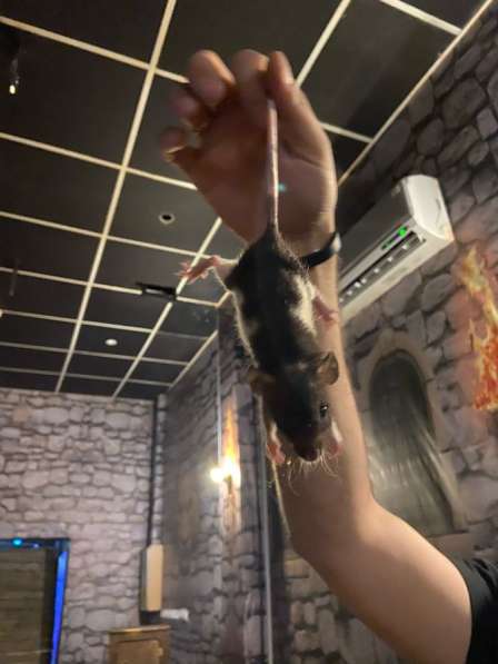 Маленькие крысята в Нижневартовске фото 3