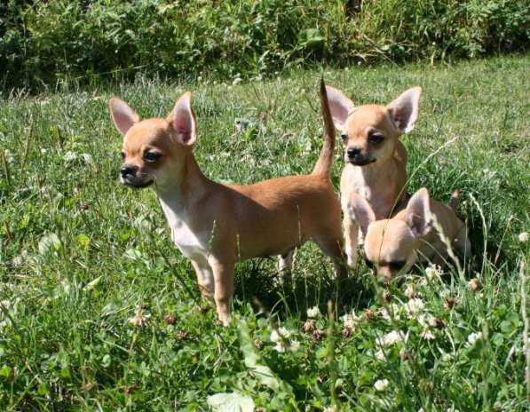 Продам замечательных щенков чихуахуа в Красноярске фото 8