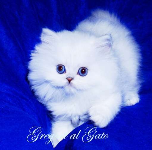 Британская шиншилла синеглазая белоснежка в Москве фото 4