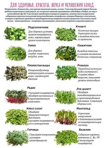 Микрозелень в Подольске фото 6