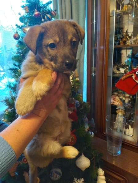 Маленький, но уже очень умный щенок в Санкт-Петербурге фото 24