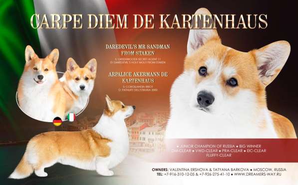 Вельш корги пемброк щенки от Чемпиона в Москве фото 3