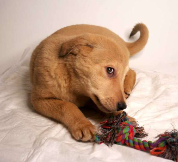 Малыши ищут семью: собачки в дар в Химках фото 18