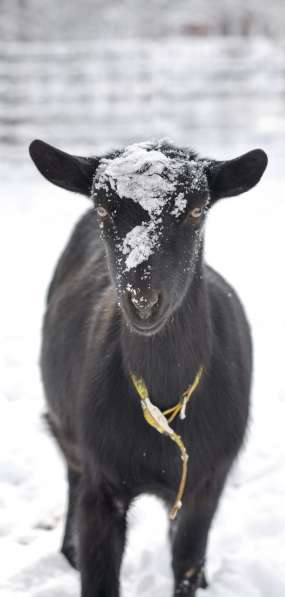 Племенные козы Альпийской породы (Скот из Европы класса Элит в Красноярске фото 5