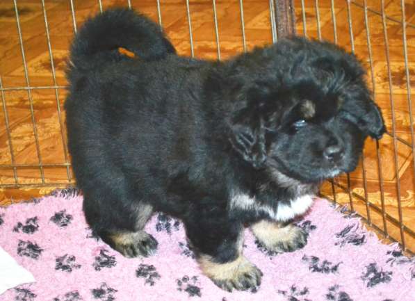 Тибетский мастиф - лучший страж на территории в Москве фото 72