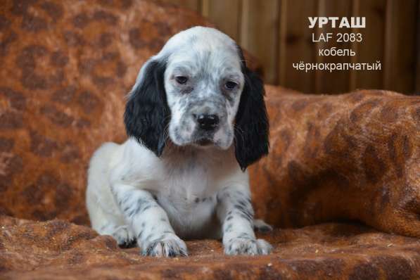 Английский сеттер щенки из элитного питомника в Москве фото 97