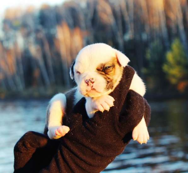 Американские бульдоги в Москве фото 7