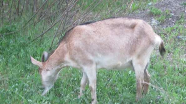 Регулятор температуры в Красноярске фото 3