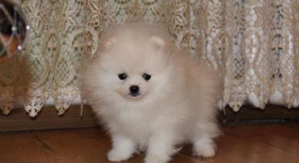 Померанский шпиц, щенки