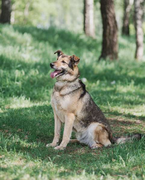 Дружелюбный Денвер ищет семью в Москве фото 10
