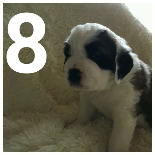 Щенки сенбернара в фото 104