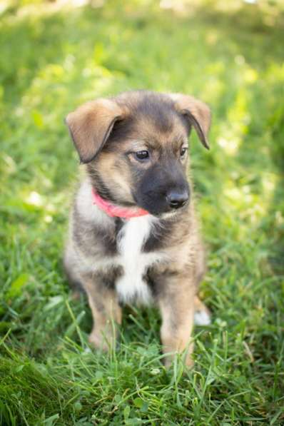 Маленькие щенки мечтают обрести дом!!! в Москве фото 5