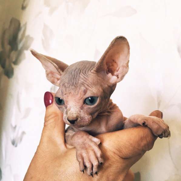 Продам котят в Самаре фото 6