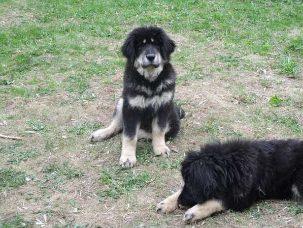 Тибетский мастиф щенки с шикарной родословной в Мытищи фото 9