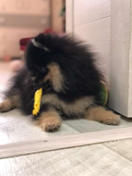 Шпиц померанский в Москве