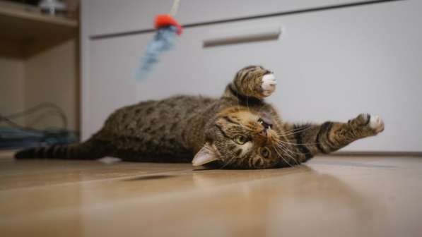 Вальяжный Боб в Москве фото 36