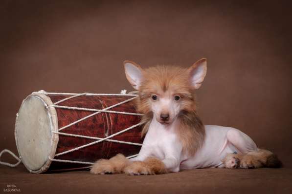 Голый мальчик Китайской хохлатой собаки
