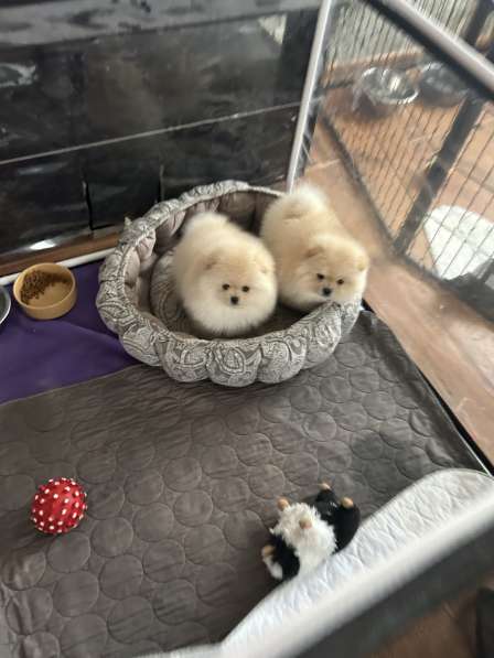 Померанский шпиц в Березниках фото 3