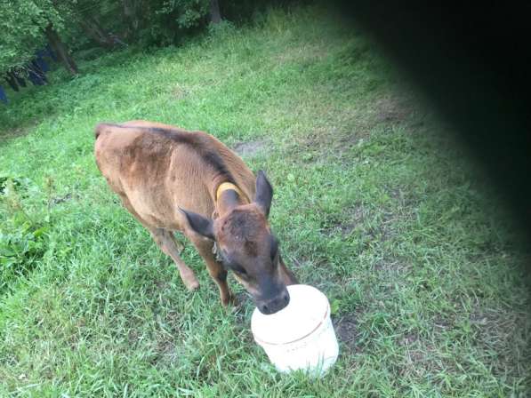 Бык и тёлка в Брянске