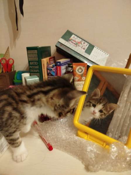 Умный котик в Химках фото 3