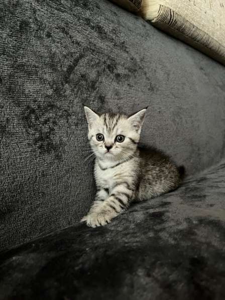 Шотландские котята в Саратове фото 4