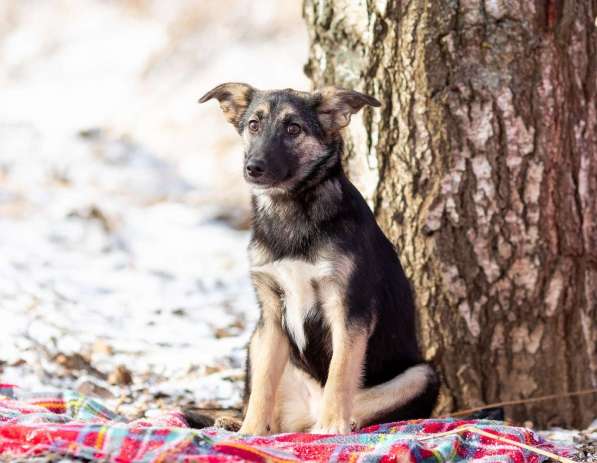 Весёлая девочка Золушка в самые добрые руки! в Москве фото 5