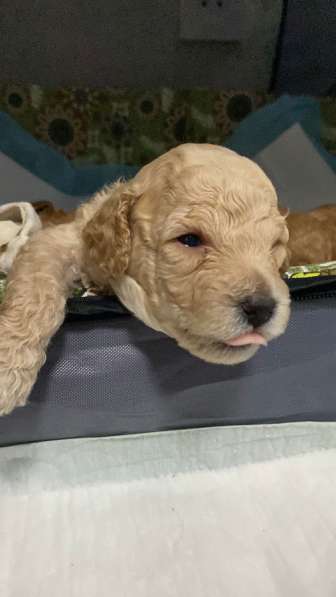 Той-пудель щенки в Анапе фото 4