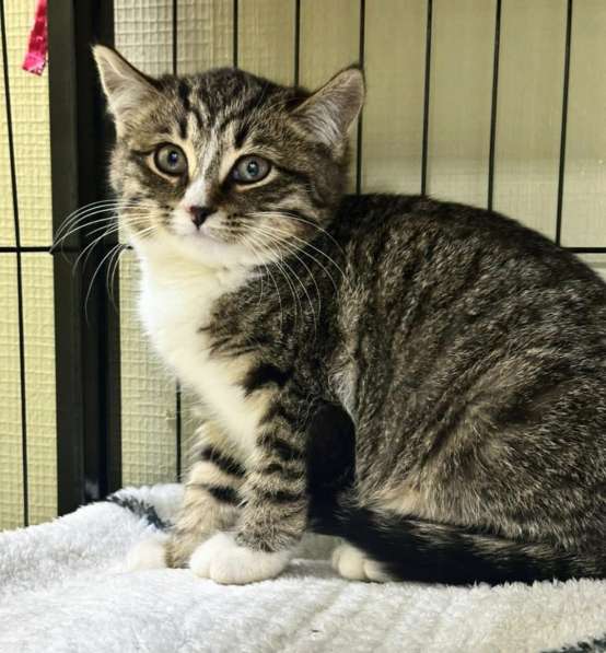 Котята в добрые руки! в Москве фото 3