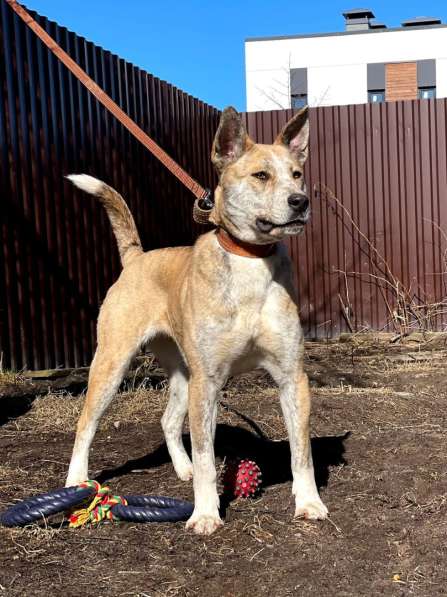 Красивый метис стаффа, 1 год в Санкт-Петербурге фото 5